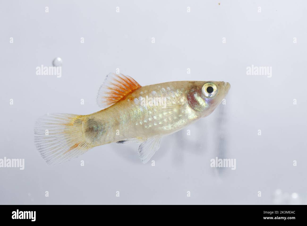 Fish photo in freshwater aquarium for commercial use Stock Photo