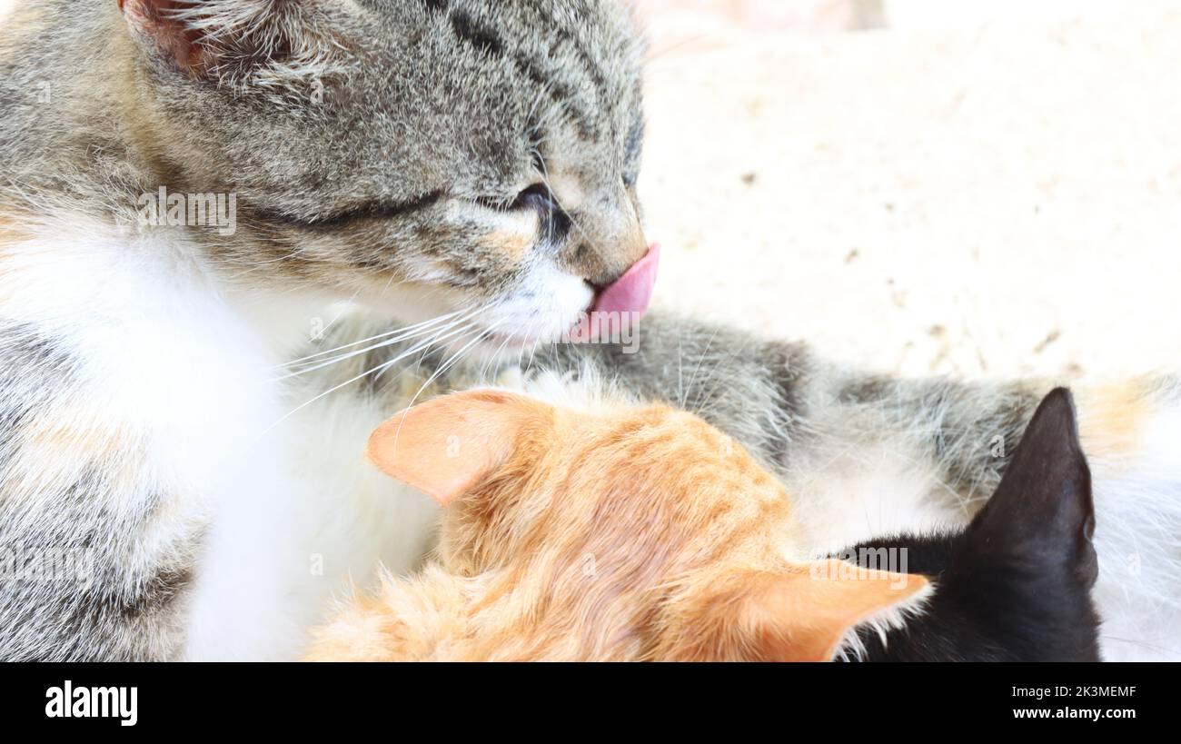 A mother cat licking her little kitten, close-up Stock Photo
