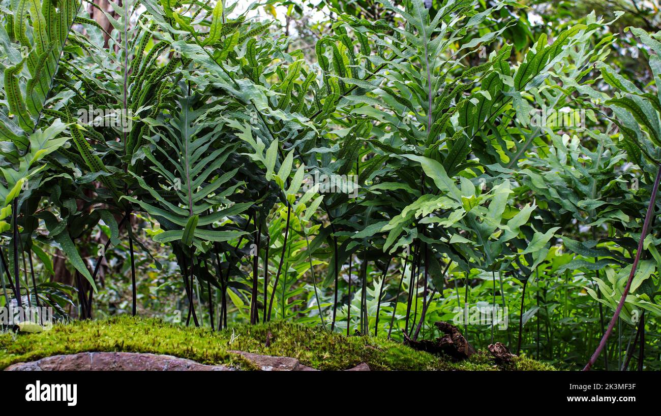 The beautiful view of green fresh Fern plants in the garden Stock Photo