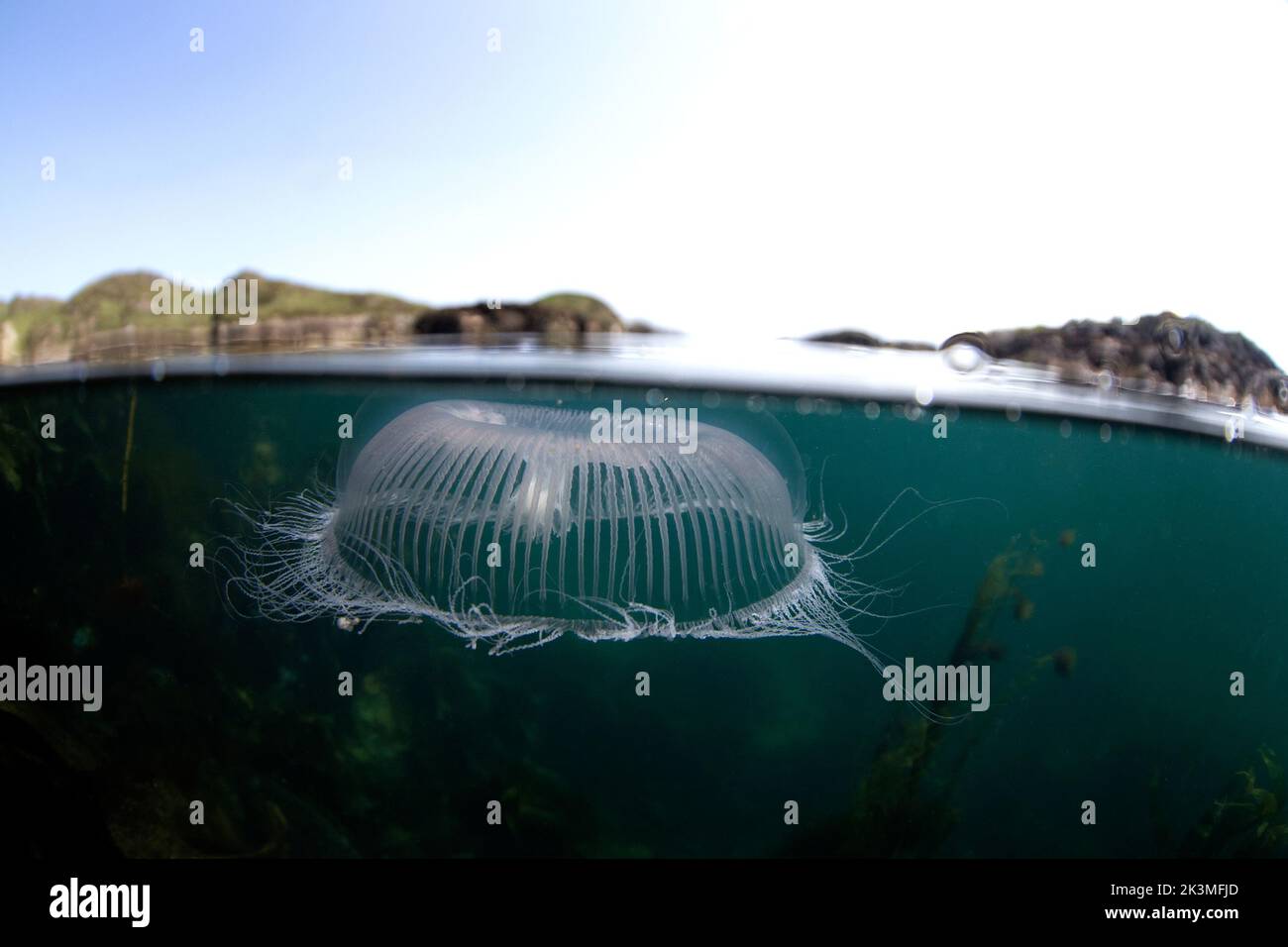Blue jellyfish near the Scotland coast. Jelly on the scotland coast. Nature in Europe. Marine life in the Baltic sea. Stock Photo