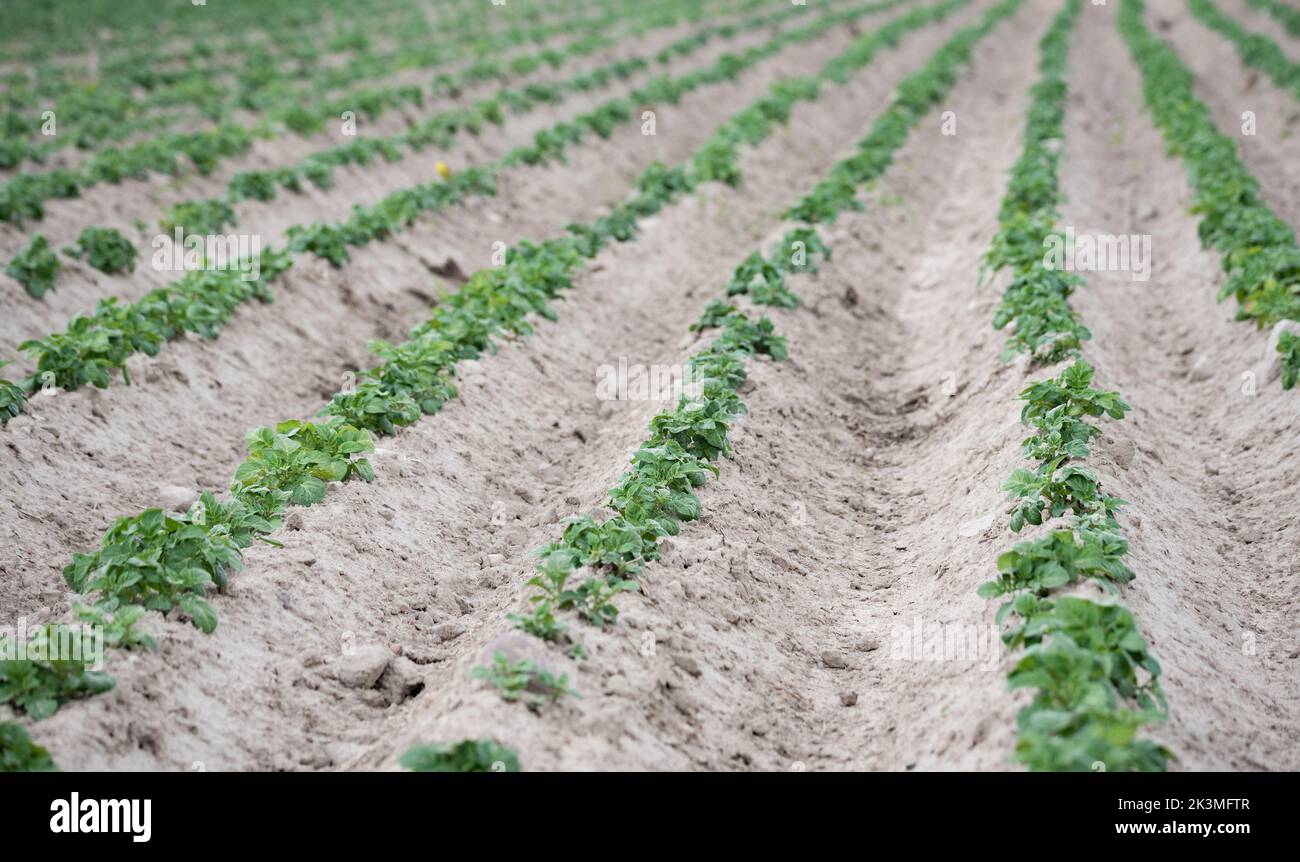 Emerging potatoes. Young potato plants in ridges, agricultural ...