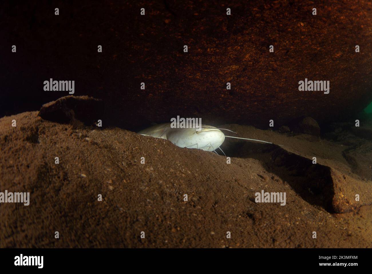 Wels catfish is laying on the bottom. Diving in Czech water. Nature in Europe. Catfish hiding between rocks. Stock Photo