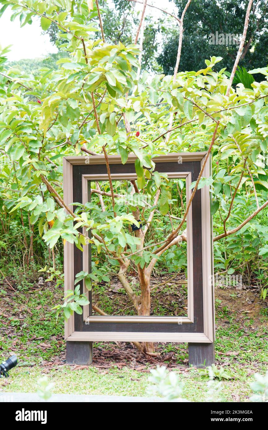 Photo of a tree coming out of a photo frame Stock Photo
