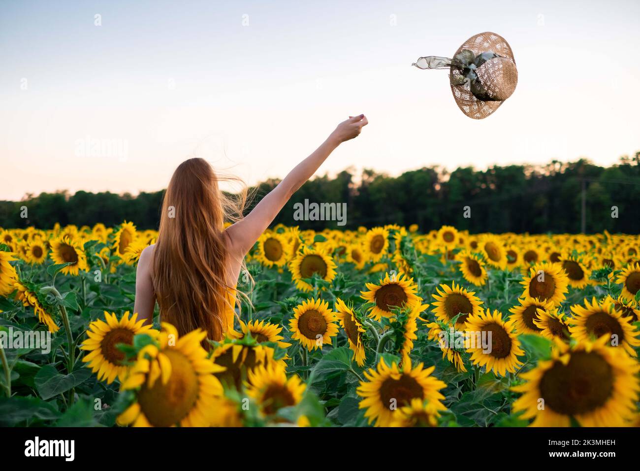 Sunflowers field on sunset. Woman with a long hair is dancing Stock ...