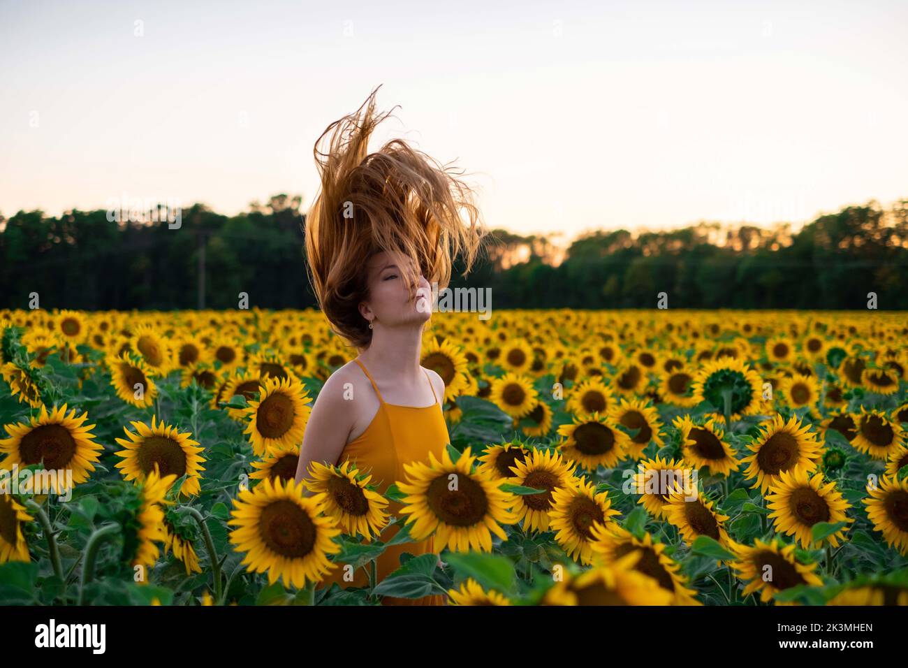Sunflowers field on sunset. Woman with a long hair is dancing Stock ...