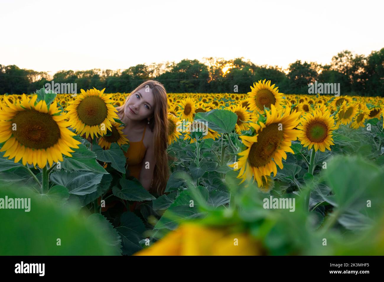Sunflowers field on sunset. Woman with a long hair is dancing Stock ...