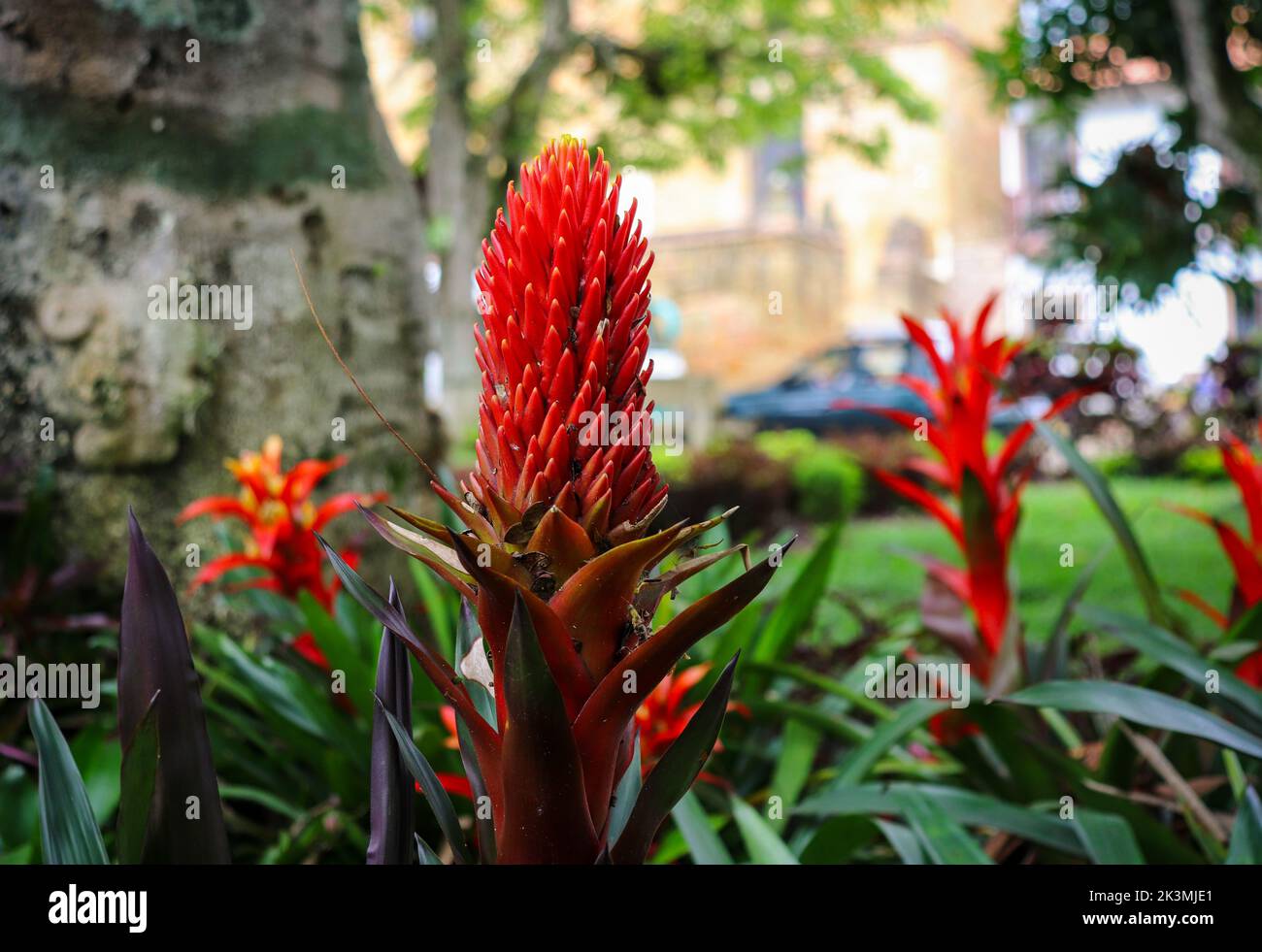 A closeup of a beautiful Guzmania in the garden. Stock Photo