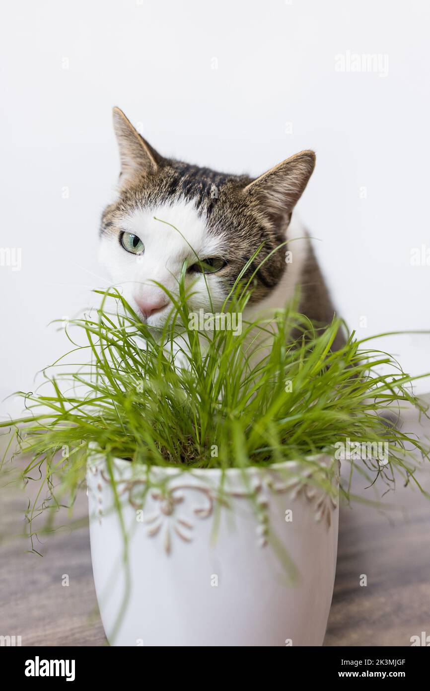 Domestic cat eating juicy green grass Cyperus alternifolius Zumula for cats in flower pot, Indoor cat health care concept Stock Photo