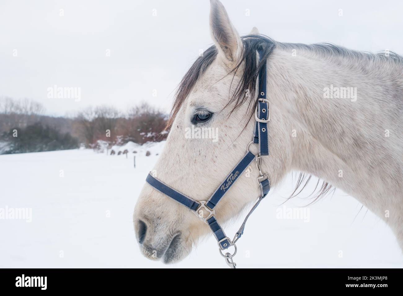 Head portrait of white female horse from side view in winter. Copy