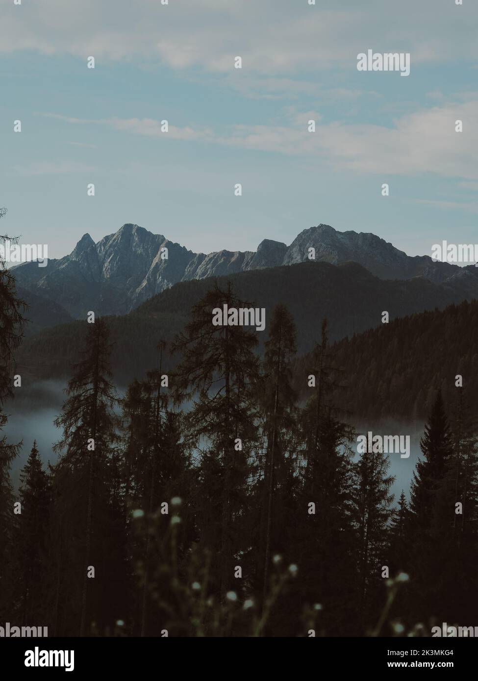 A vertical shot of pine trees with a background of forest mountains in ...