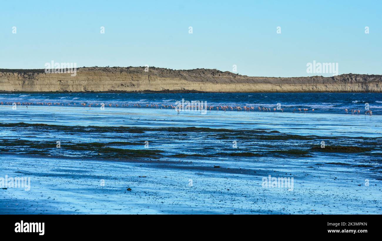 Puerto Madryn Nature Reserve.unesco heritage site Stock Photo