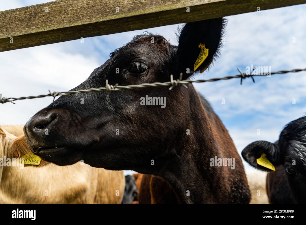 Black young bull curiously coming closer and looking into the camera, cute cow face in closeup. Livestock grazing on the field in summer. Stock Photo