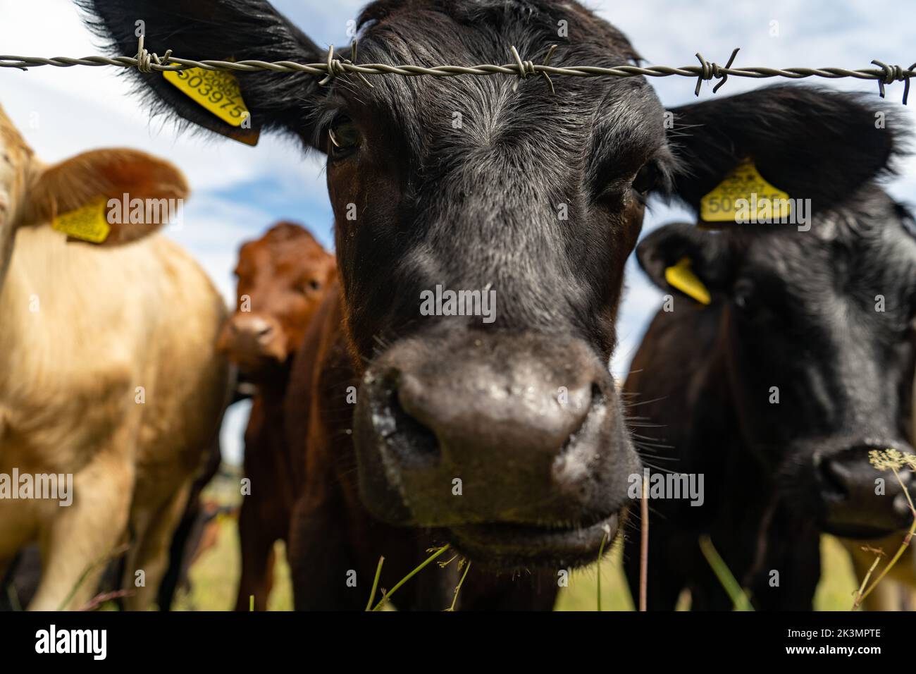 Black young bull curiously coming closer and looking into the camera, cute cow face in closeup. Livestock grazing on the field in summer. Stock Photo
