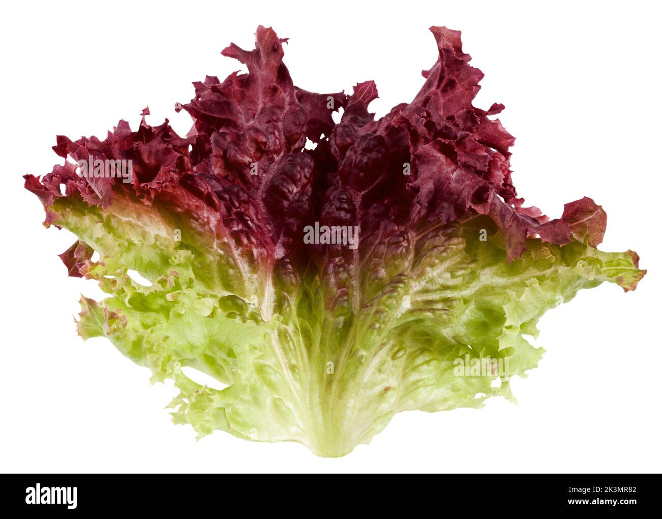 Red salad, lettuce leaf, lollo rosso, isolated on white background ...