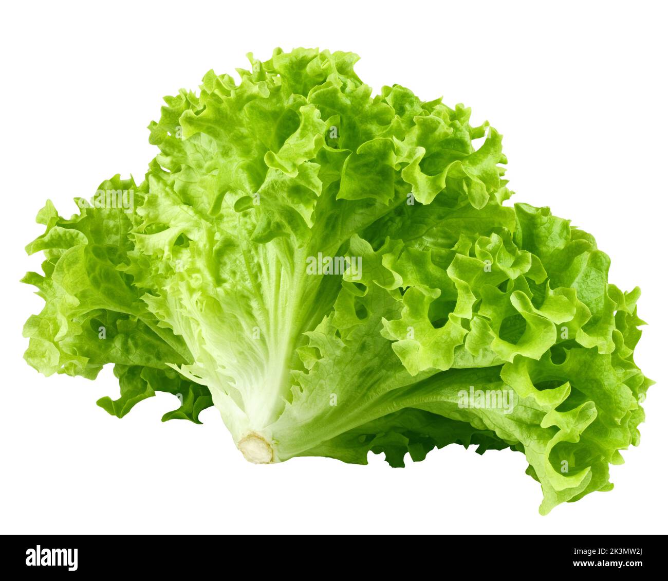 salad, lettuce, isolated on white background, clipping path, full depth of field Stock Photo