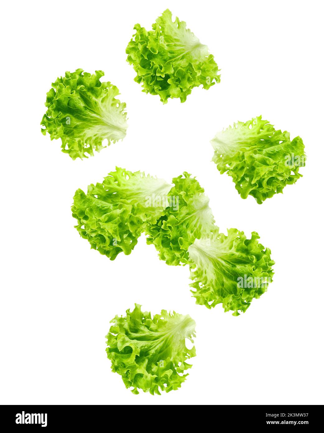 Falling salad, lettuce leaf, isolated on white background, clipping path, full depth of field Stock Photo