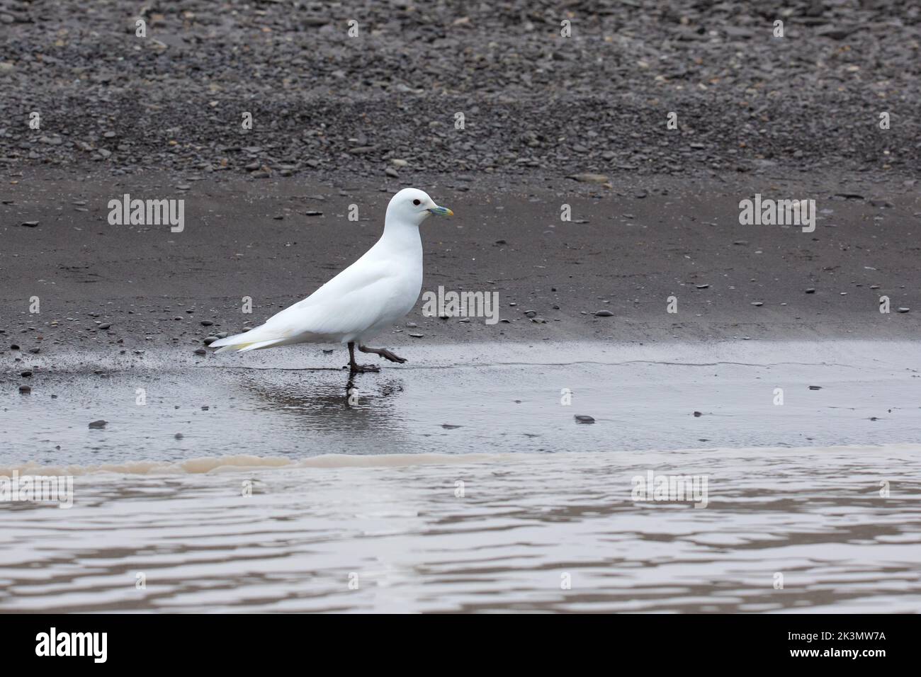 Ivory Gull (Pagophila eburnea) is a small gull, the only species in the genus Pagophila. It breeds in the high Arctic Stock Photo