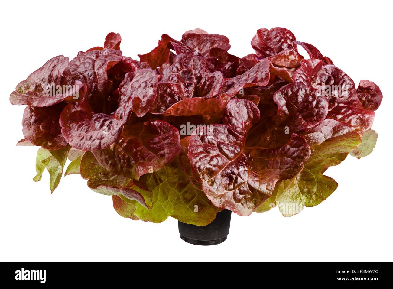 Red Oak Lettuce, salad, isolated on white background, clipping path, full depth of field Stock Photo