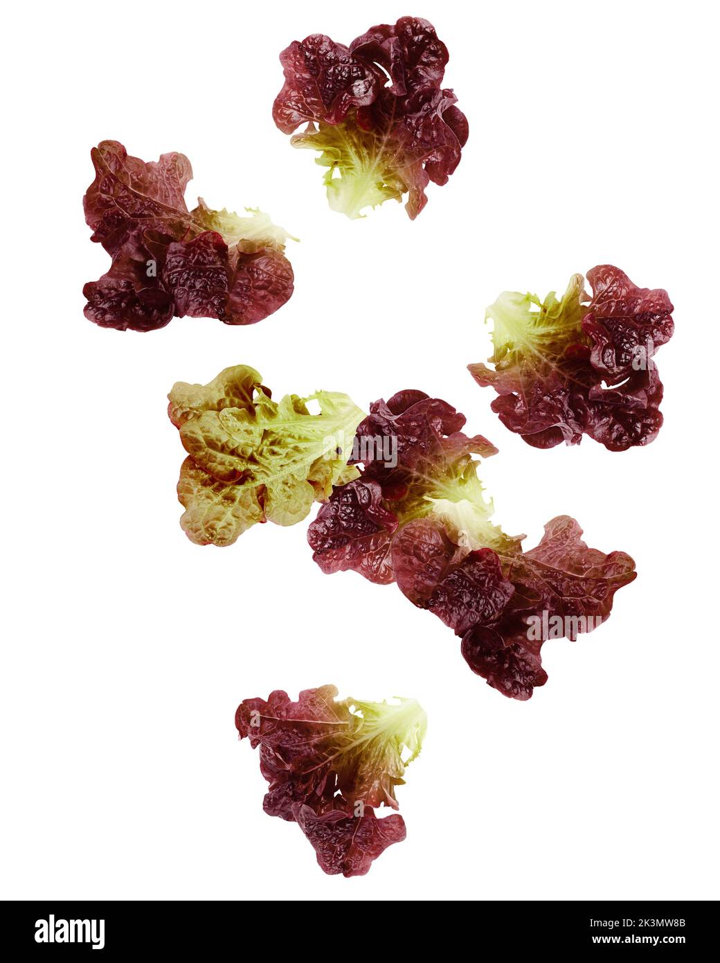 Falling Red Oak Lettuce leaf, salad, isolated on white background, clipping path, full depth of field Stock Photo