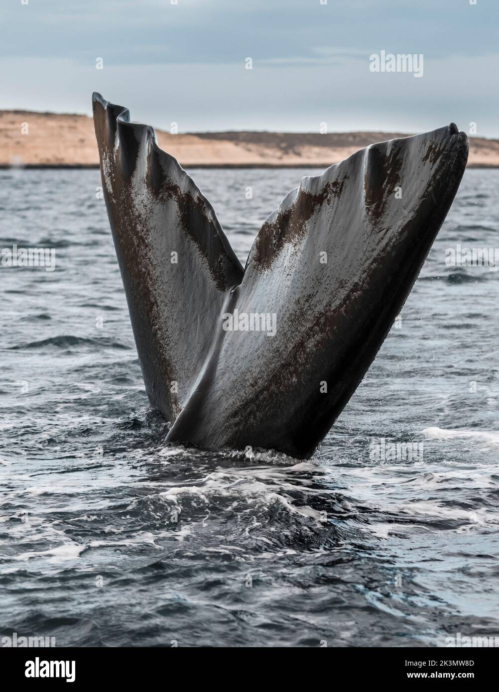 Right whale tail, Peninsula Valdes,Patagonia , Argentina Stock Photo ...