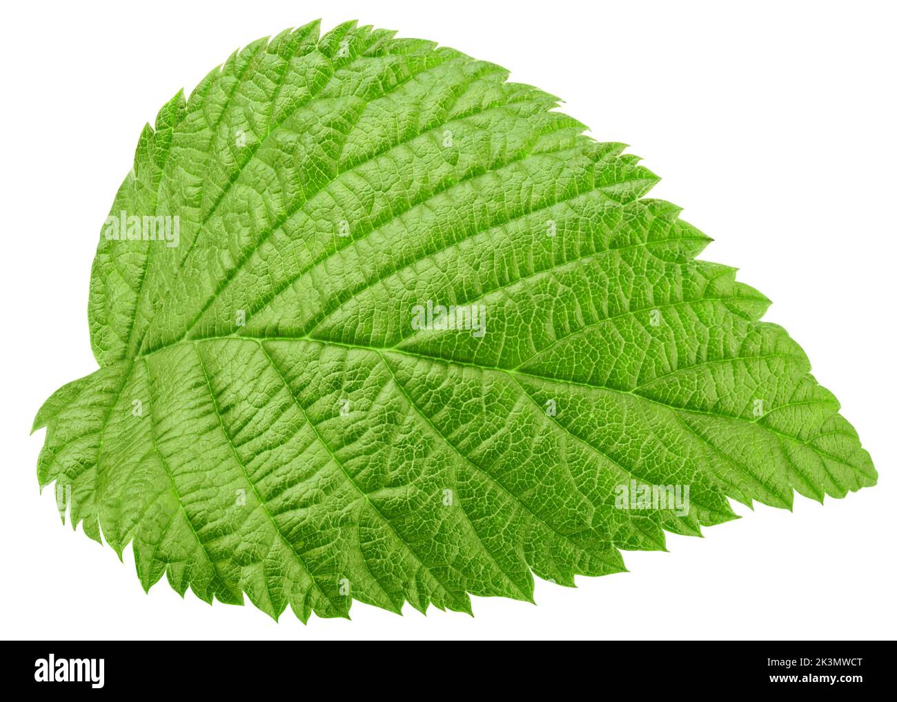 Raspberry leaves isolated on white background, clipping path, full depth of field Stock Photo