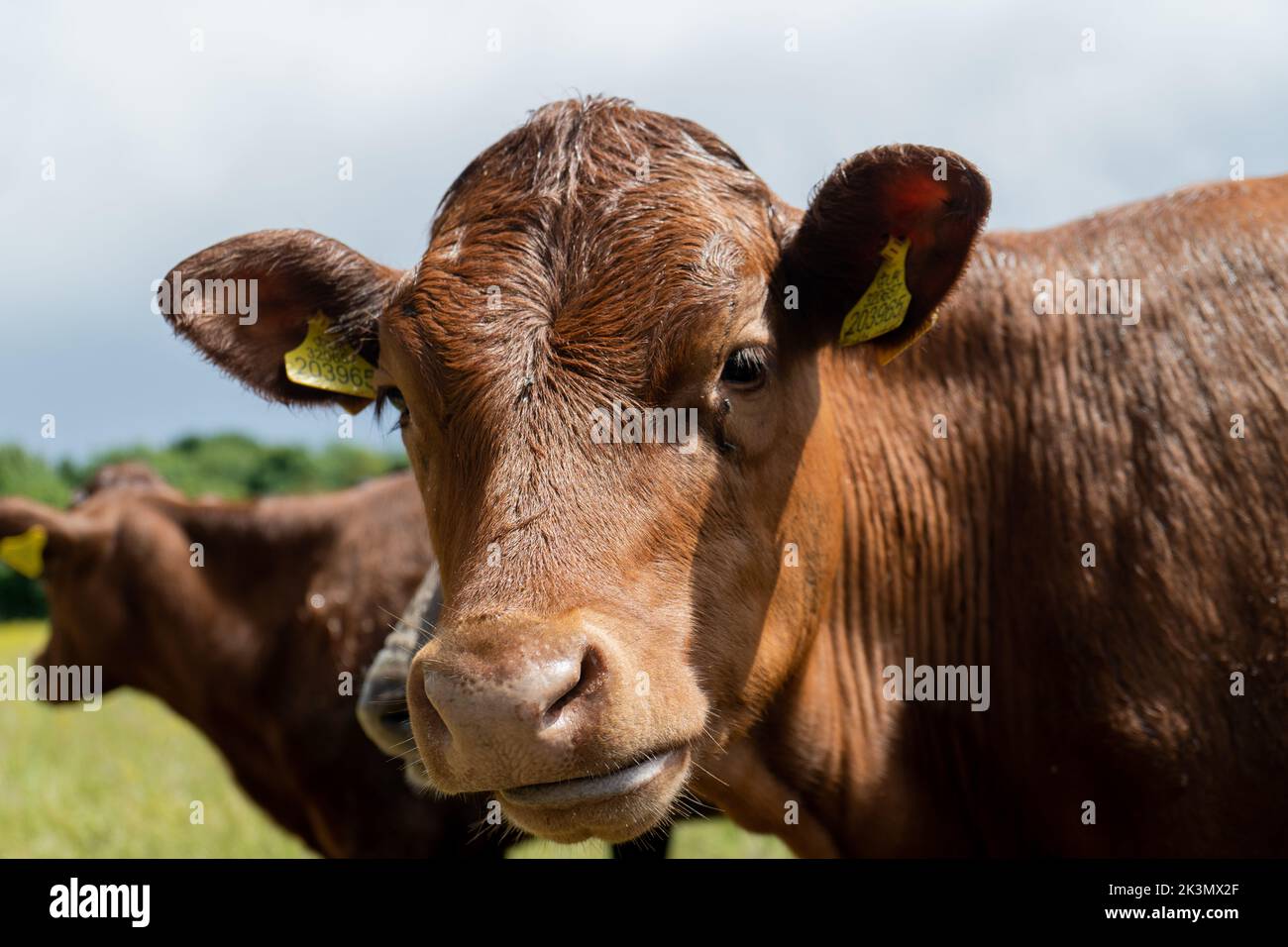 Group of young cows on the pasture being curious and approaching. Cattle standung and sitting down in different colours on the field in beautiful weat Stock Photo