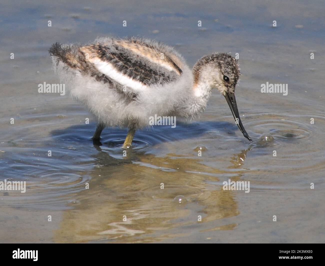 An  Avocet chick at Titchfield Haven, Hampshire. Pic Mike Walker,2015 Stock Photo