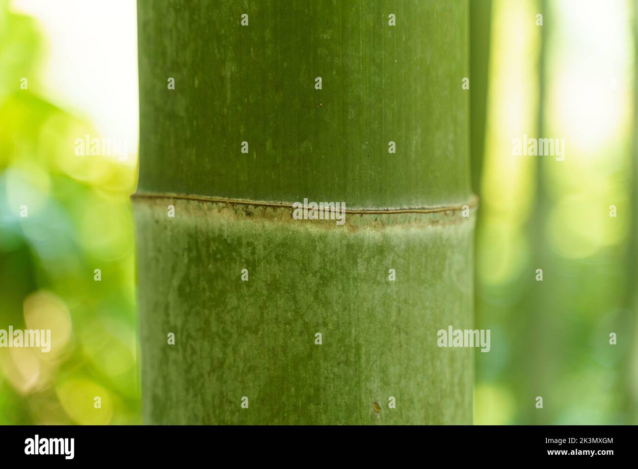 Green thin trunk tropical hi-res stock photography and images - Alamy
