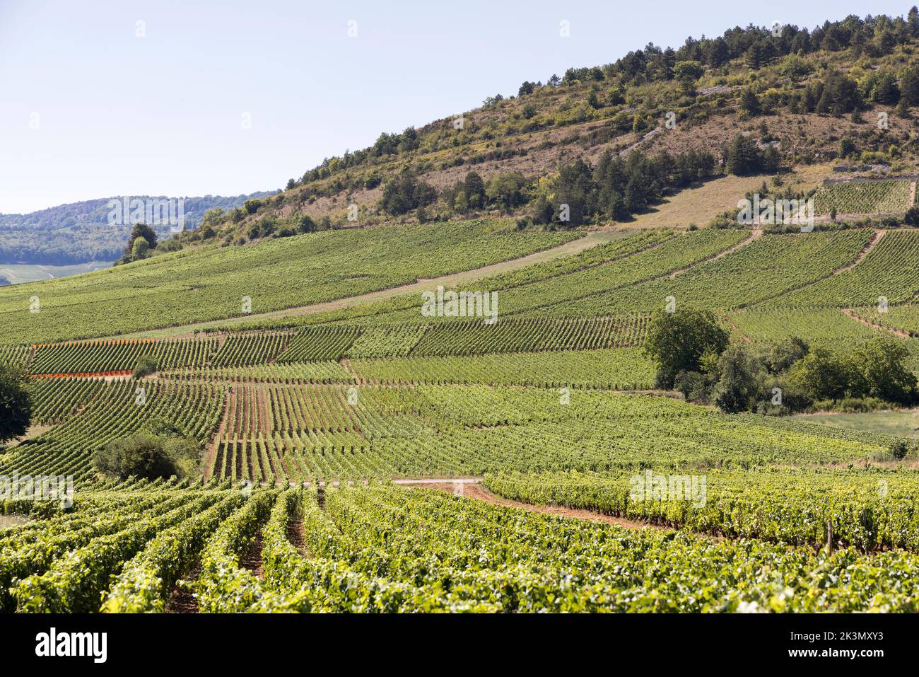 Vines, Monthelie, Cote-d'Or, France Stock Photo