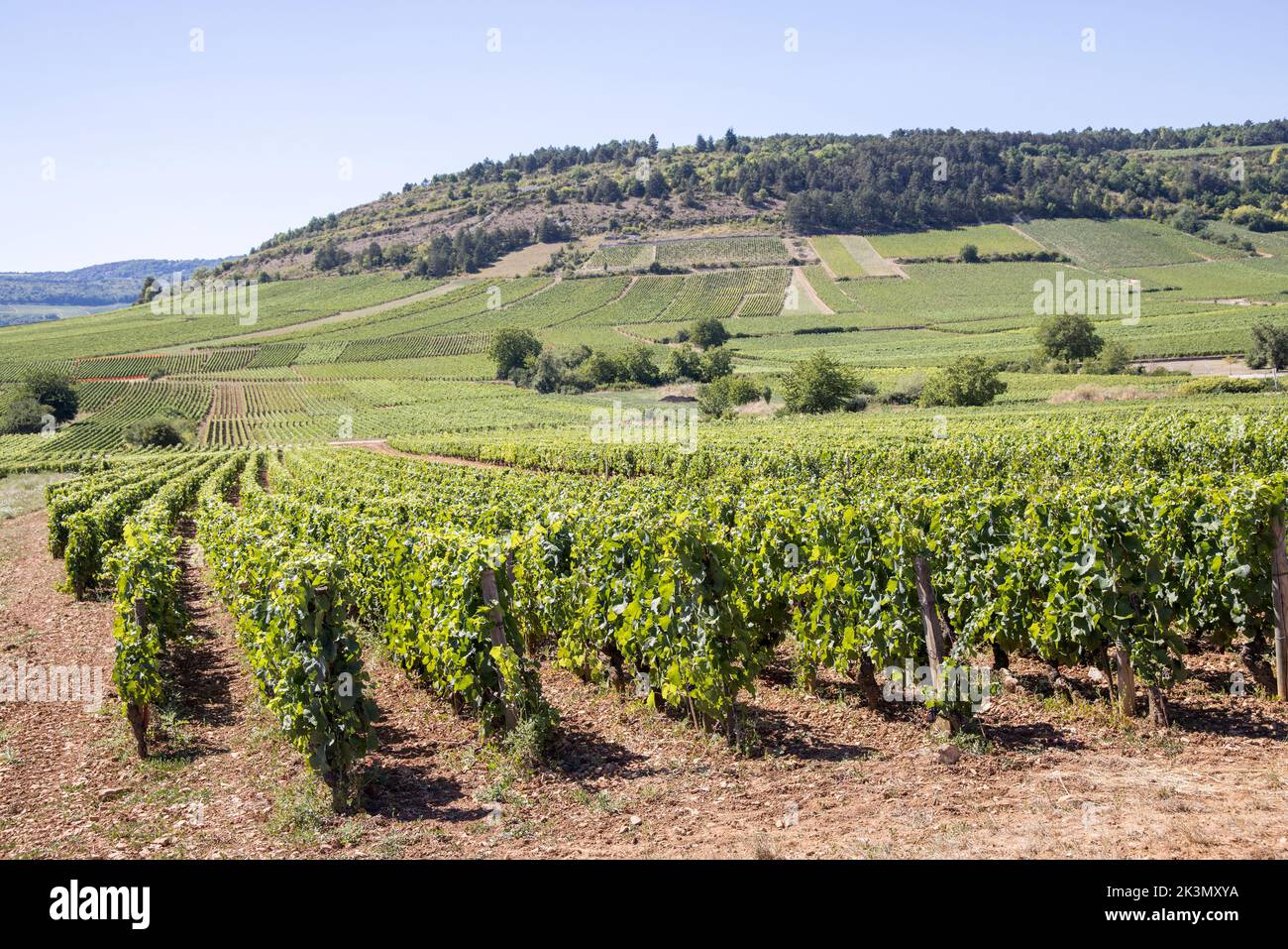 Vines, Monthelie, Cote-d'Or, France Stock Photo