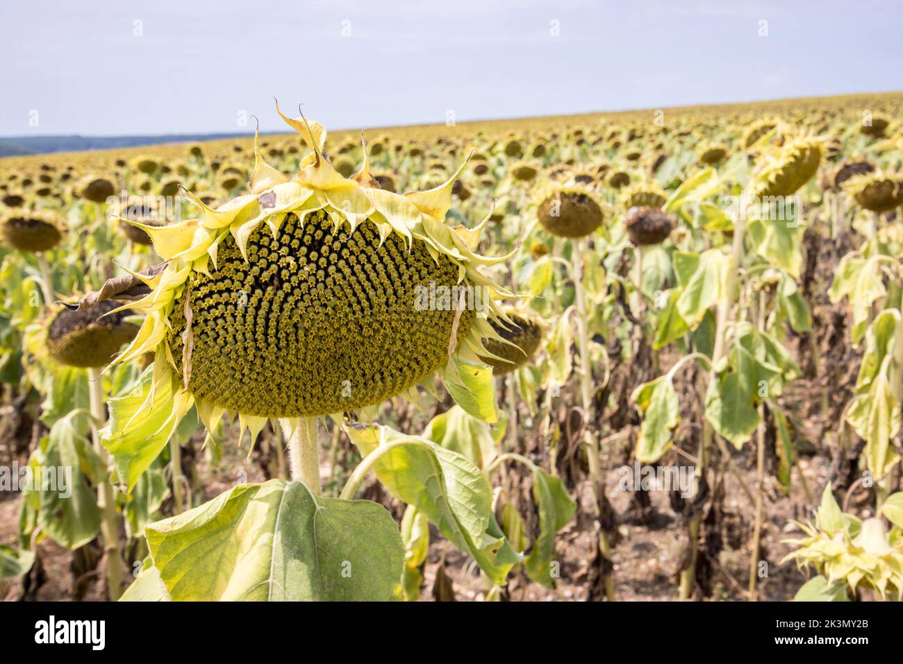 Sunflowers, France Stock Photo