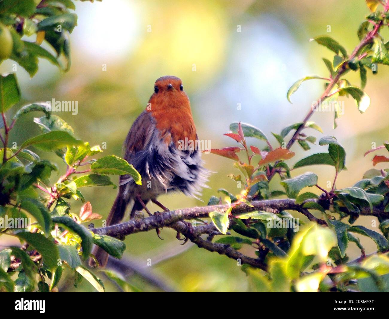 What do you think of my skirt. A Robin shows off natty line in feathers ...