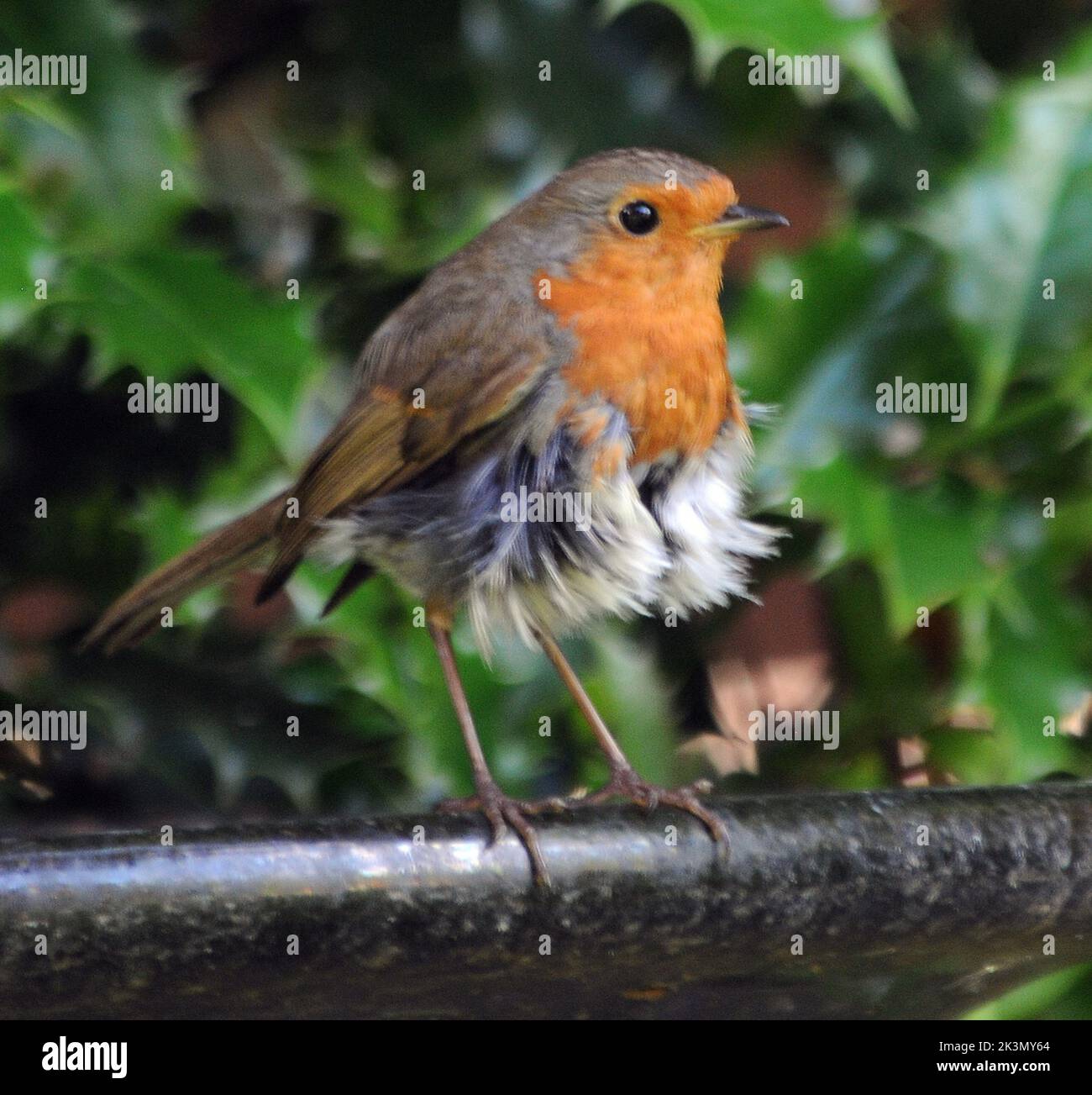 Feathered skirt hi-res stock photography and images - Alamy