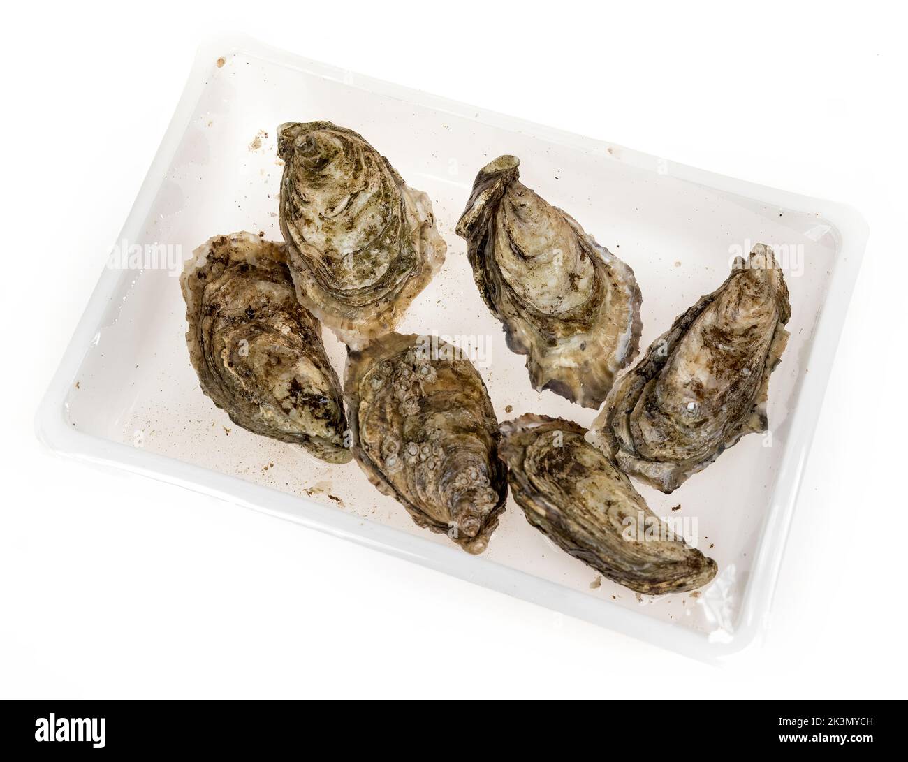 Live oysters as sold in plastic packaging by a supermarket, UK Stock Photo