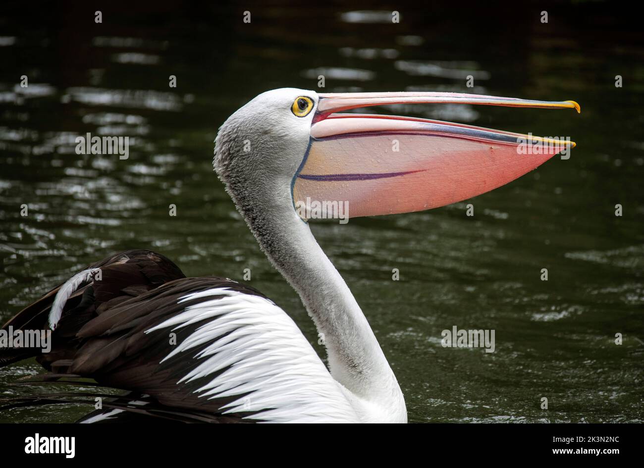 Close – up of an Australian Pelican (Pelecanus conspicillatus) in Sydney, NSW, Australia (Photo by Tara Chand Malhotra) Stock Photo