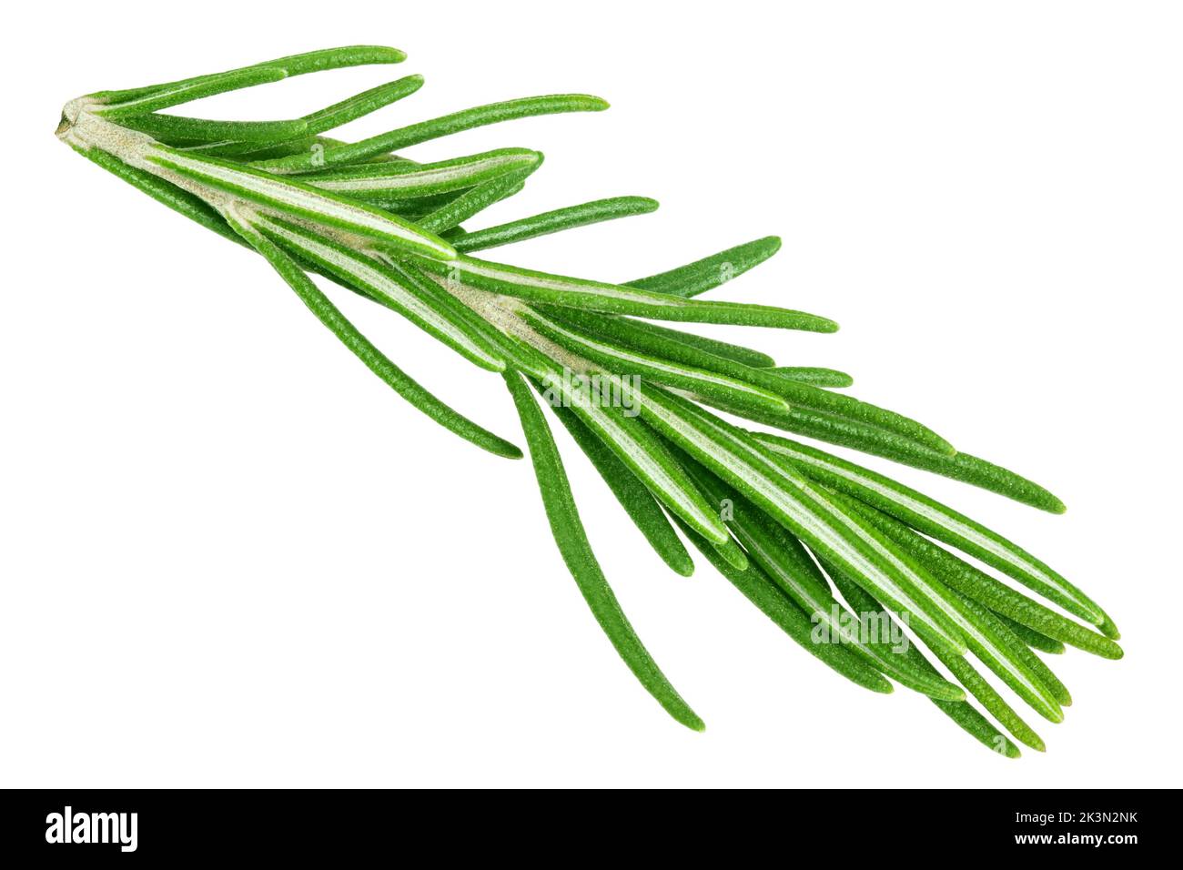 rosemary isolated on white background, clipping path, full depth of field Stock Photo