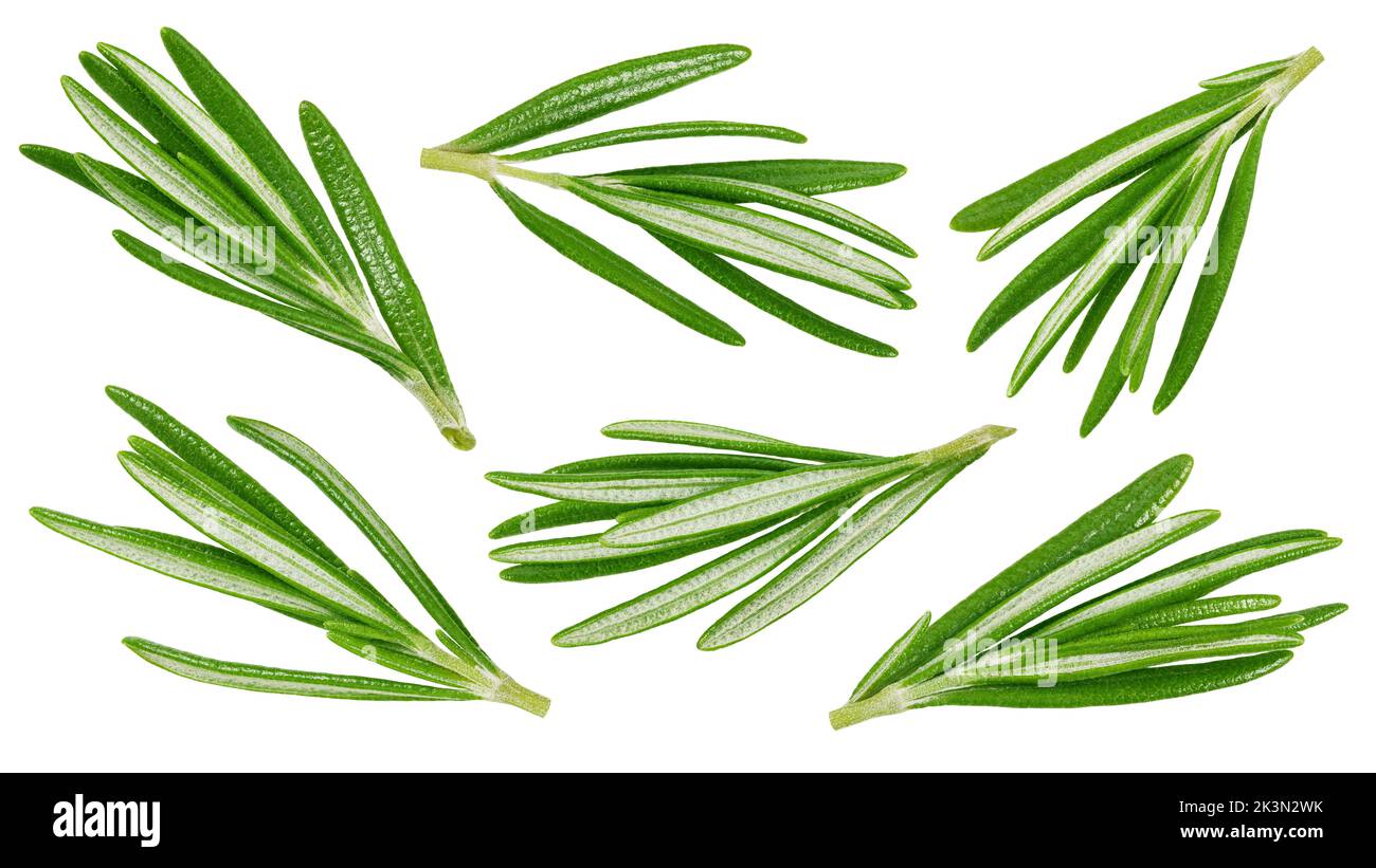 rosemary isolated on white background, clipping path, full depth of field Stock Photo