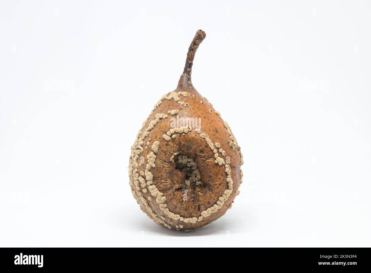 Rotten pear affected with Moniliosis mold. Mildew on the pear fruit infected by Monilia Fructigena . On the white background. Pear disease. Stock Photo