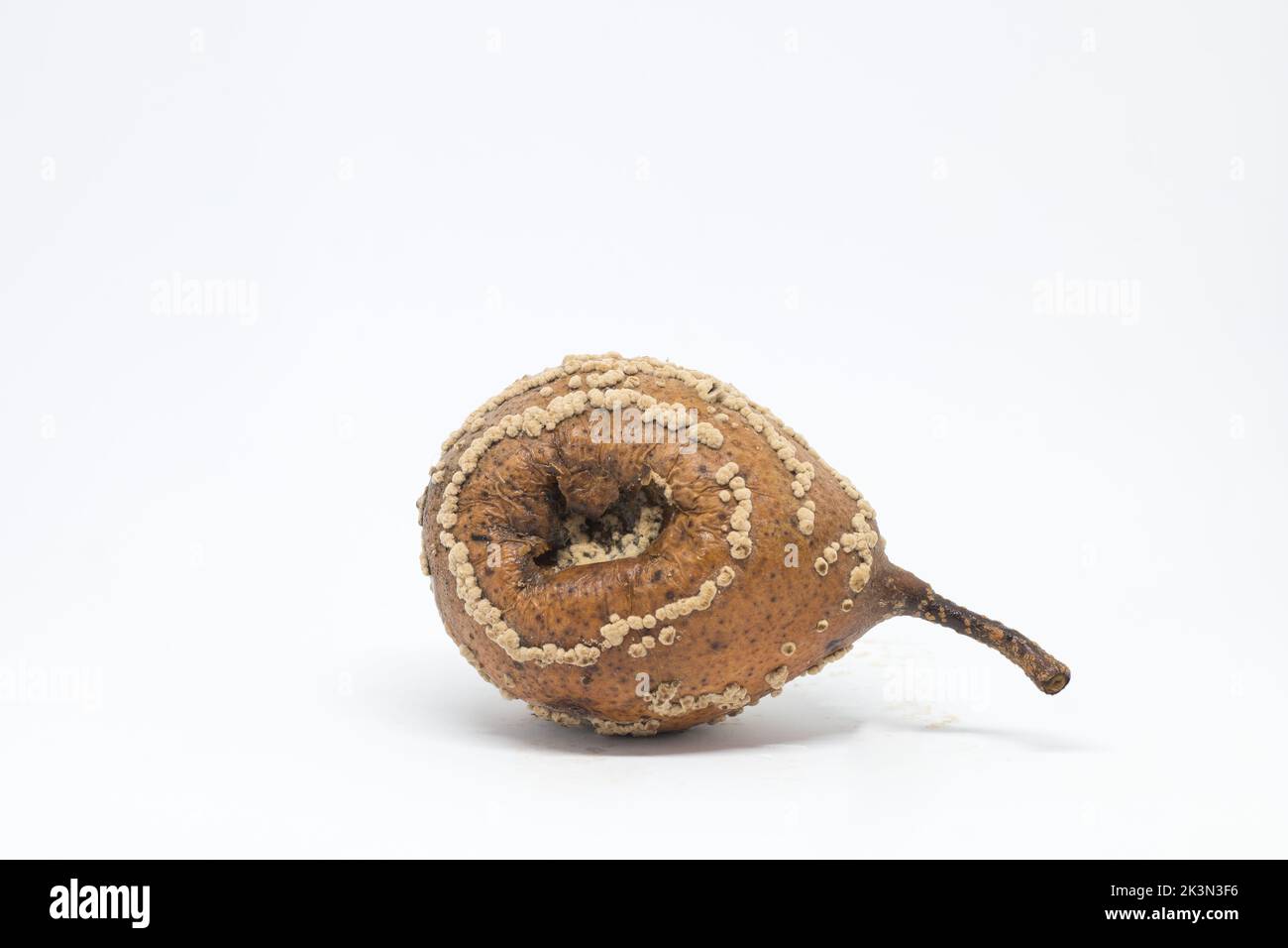 Pear disease hi-res stock photography and images - Alamy