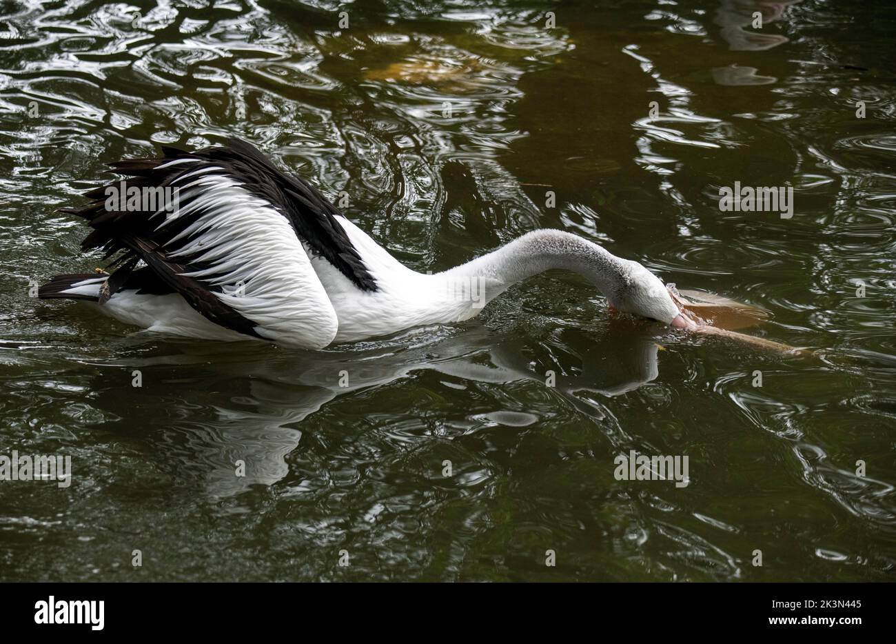 An Australian Pelican (Pelecanus conspicillatus) splashing down in Sydney, NSW, Australia (Photo by Tara Chand Malhotra) Stock Photo