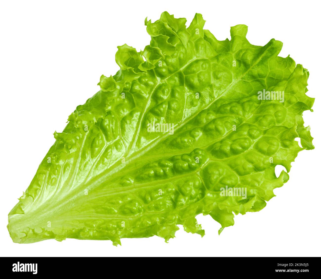 Salad leaf, lettuce, isolated on white background, clipping path, full depth of field Stock Photo