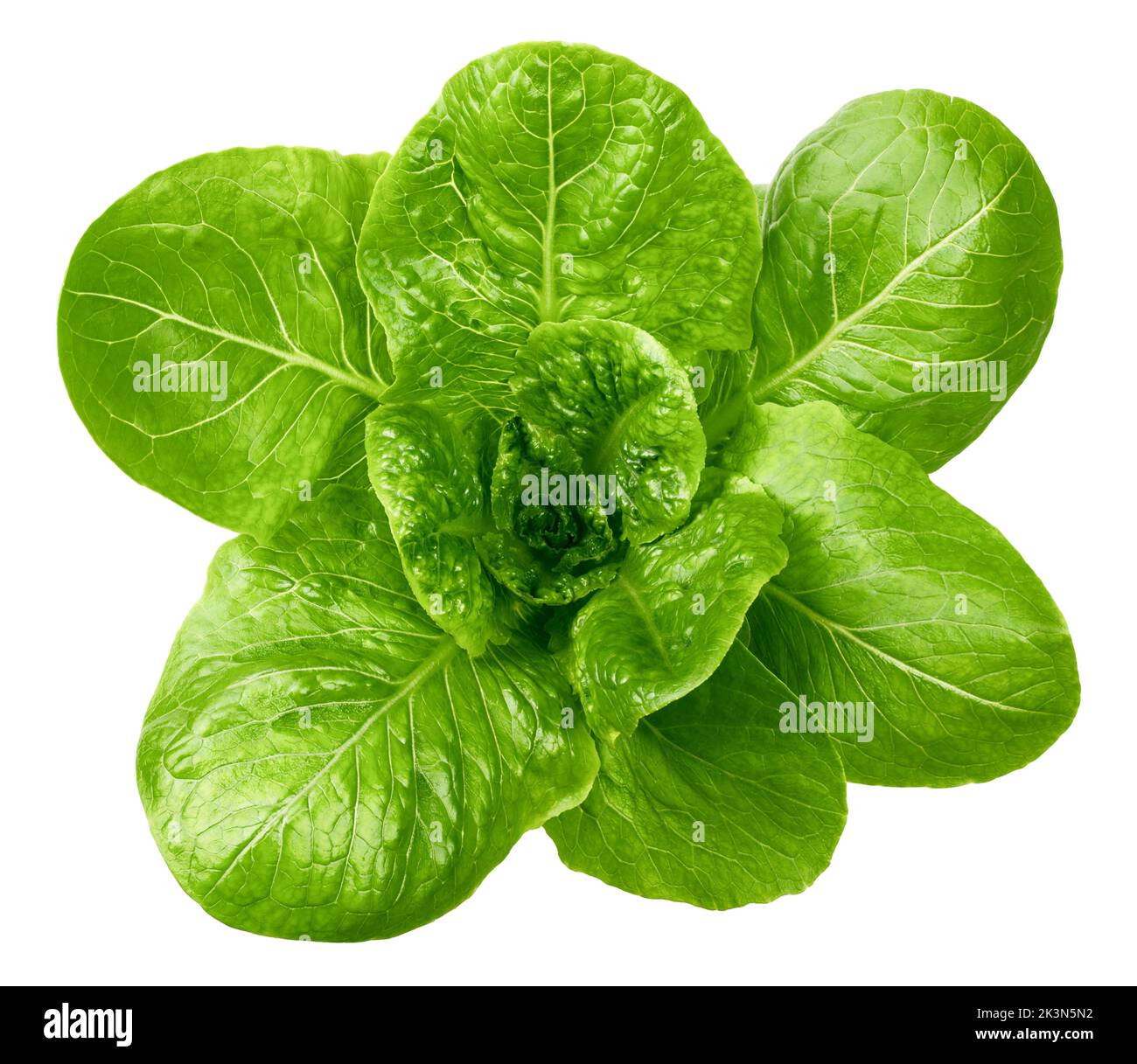 Romain Lettuce isolated on white background, clipping path, full depth of field Stock Photo