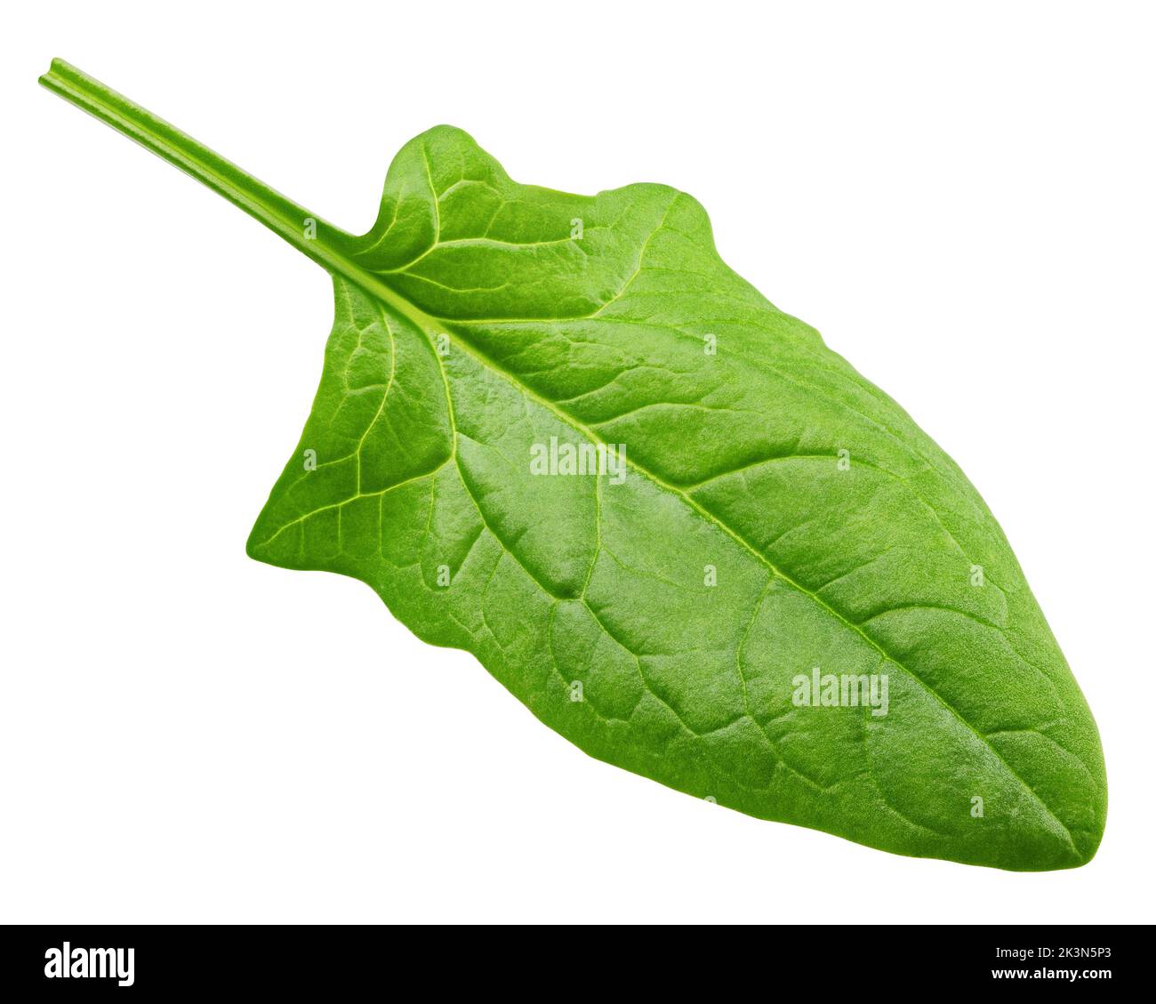 Spinach isolated on white background, clipping path, full depth of field Stock Photo