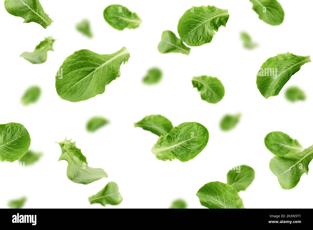Falling Romain Lettuce leaf isolated on white background, selective focus Stock Photo