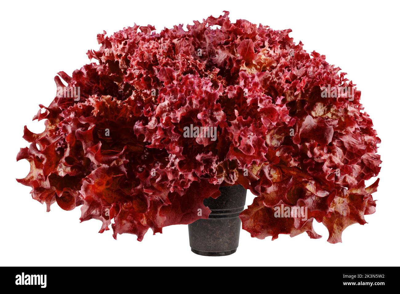 Red salad, lettuce, lollo rosso, isolated on white background, clipping path, full depth of field Stock Photo