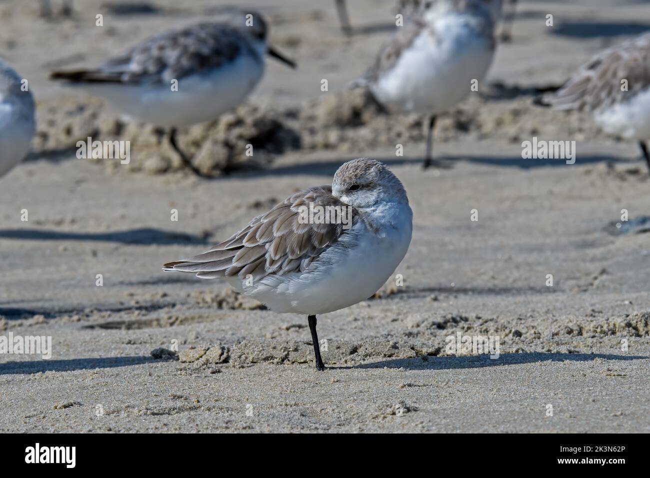 Sanderling resting on the beach on the Atlantic Ocean coast. It is a small wading bird found almost exclusively on sandy beaches. Stock Photo