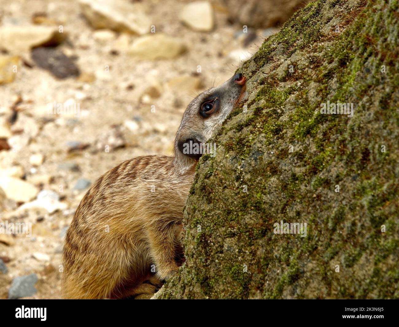 A closeup shot of a cute fluffy brown meerkat in the wild leaning on a ...