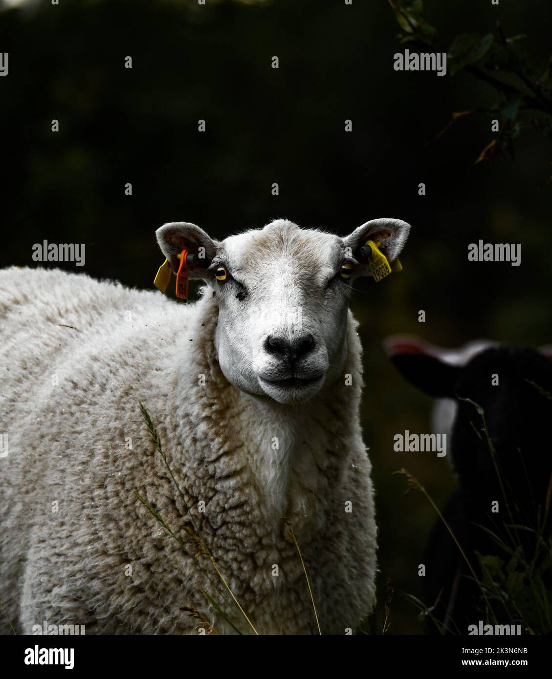 A vertical shot of white sheep against the black background Stock Photo ...