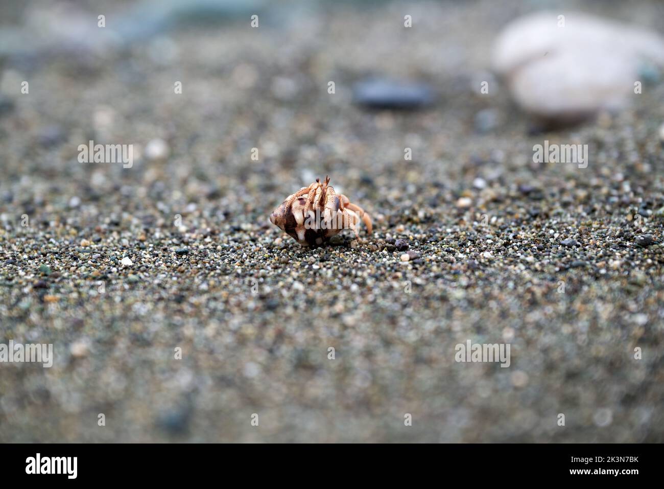 A closeup shot of a crab on the sand Stock Photo