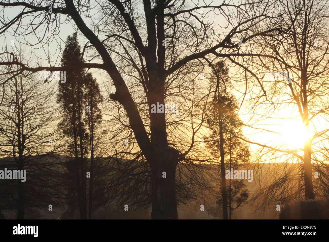 Silhouette of trees during sunrise Stock Photo - Alamy